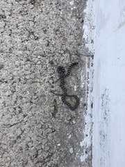 Elaphe quatuorlineata