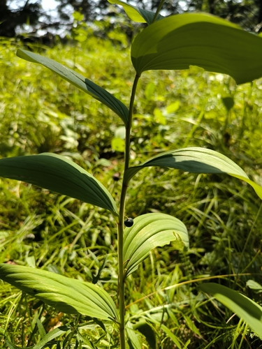 Polygonatum humile, photograph 2
