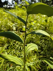 Polygonatum humile, photograph (c) Maxim Votyakov (maximaximax), some rights reserved (CC BY)