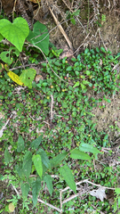 Melastoma dodecandrum