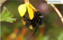 Bombus ganjsuensis