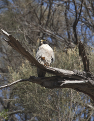 Falco peregrinus