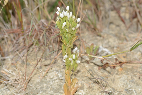 Centaurium tenuiflorum, photograph 5