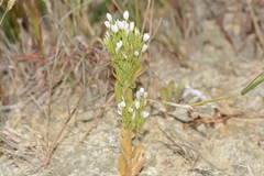 Centaurium tenuiflorum, photograph (c) Will Taylor, some rights reserved (CC BY)