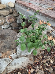 Solanum nigrum