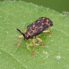 Sumitrosis inaequalis