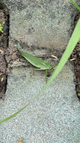 Atractomorpha lata