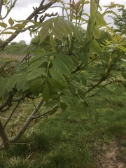 Fraxinus excelsior