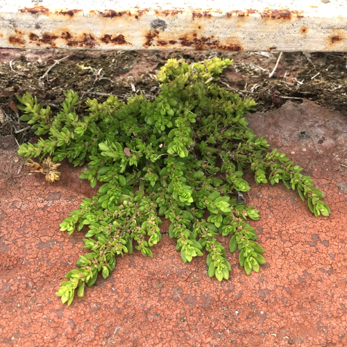 Artillery Plant
