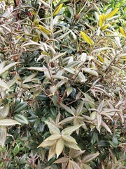 Quercus sessilifolia