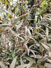 Quercus sessilifolia