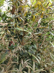 Quercus sessilifolia