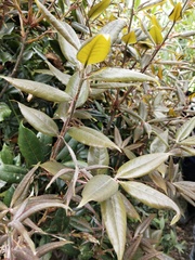 Quercus sessilifolia