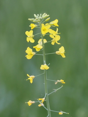 Brassica napus