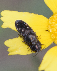Acmaeodera tubulus