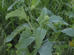 Brassica napus