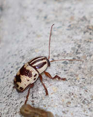 Cryptocephalus leucomelas