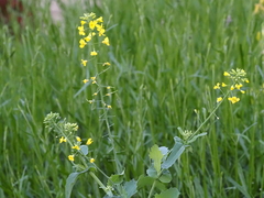 Brassica napus