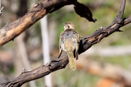 Horsfield's Bronze Cuckoo