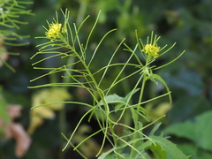 Sisymbrium irio