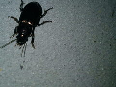 Harpalus distinguendus