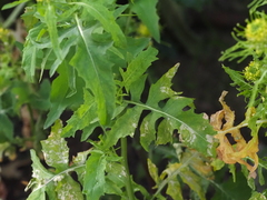 Sisymbrium irio