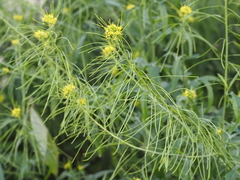 Sisymbrium irio