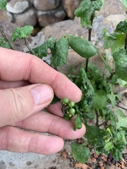 Solanum nigrum
