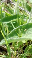 Odontura glabricauda