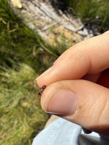 iNaturalist observation photo of Formica neorufibarbis