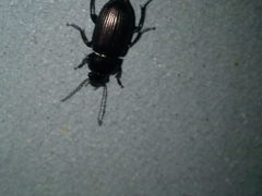 Harpalus distinguendus