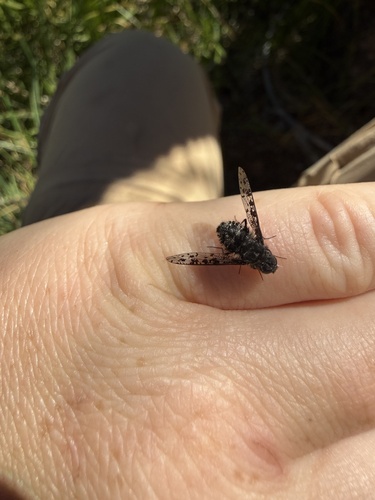 iNaturalist observation photo of Anthrax oedipus