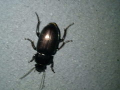 Harpalus distinguendus