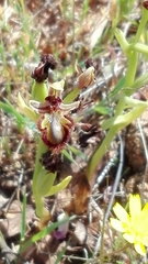 Ophrys speculum