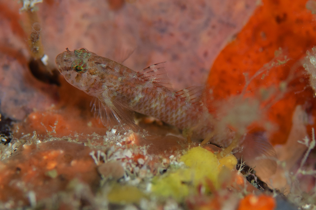 Lachner's Dwarfgoby