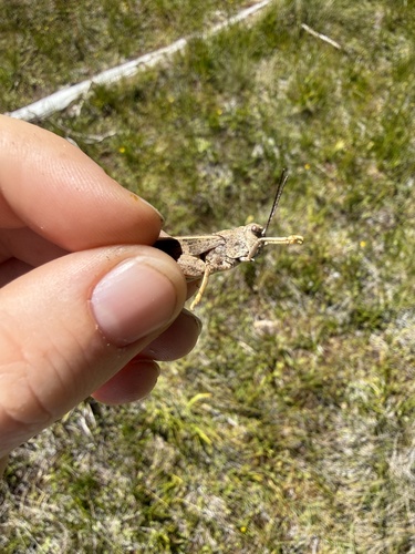 iNaturalist observation photo of Pronotal Range Grasshopper
