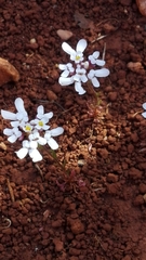 Iberis pectinata