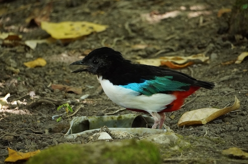 Ivory-breasted Pitta (Pitta maxima)