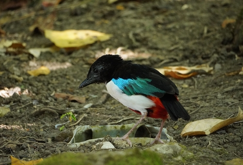 Ivory-breasted Pitta (Pitta maxima), photo 2