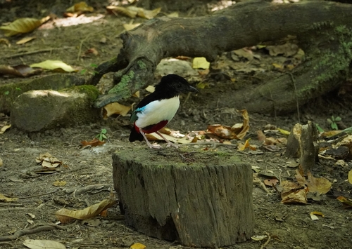 Ivory-breasted Pitta (Pitta maxima), photo 6