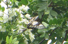 Acraea satis