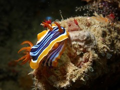 Chromodoris quadricolor