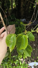 Passiflora guatemalensis