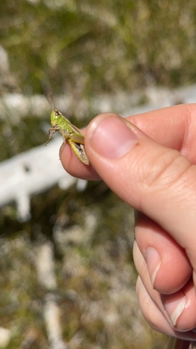 iNaturalist observation photo of Marsh meadow grasshopper