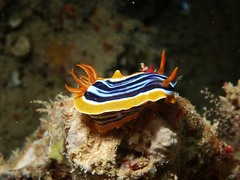 Chromodoris quadricolor