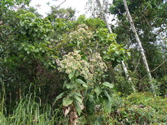 Critonia morifolia, photograph (c) Alexis López Hernández, some rights reserved (CC BY)