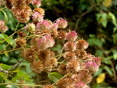 (c) Alexis López Hernández, some rights reserved (CC BY) Montanoa hibiscifolia, photograph (c) Alexis López Hernández, some rights reserved (CC BY)
