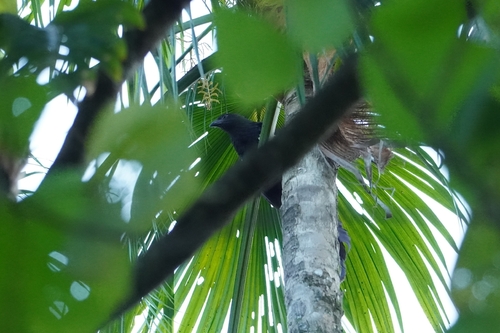 Goliath Coucal (Centropus goliath)
