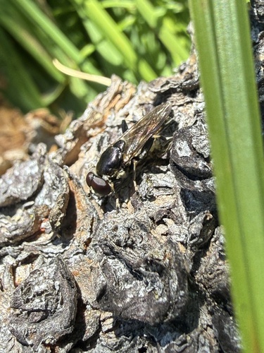 iNaturalist observation photo of Leafwalkers and Forest Flies