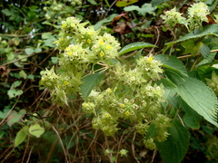 Lippia umbellata, photograph (c) Alexis López Hernández, some rights reserved (CC BY)